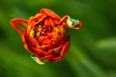 Aniq-TTE2026-BOT-R61_5248@rolfvankoppenfotografie