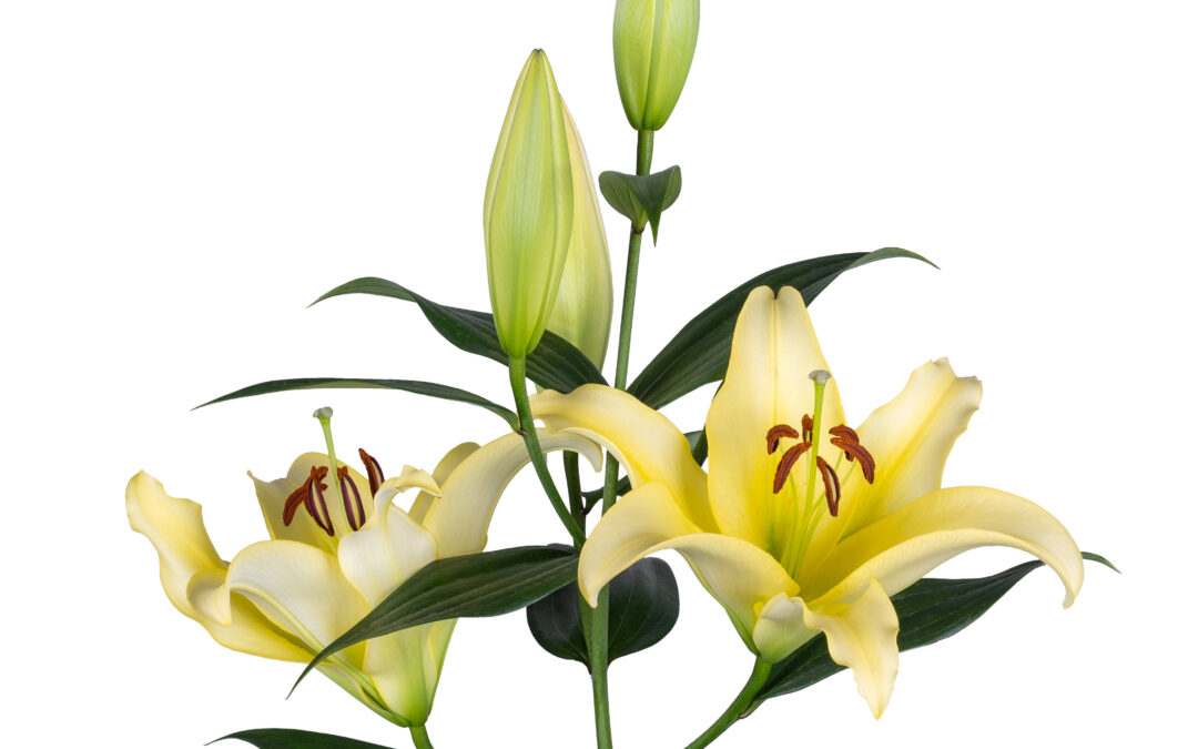 Belleville
