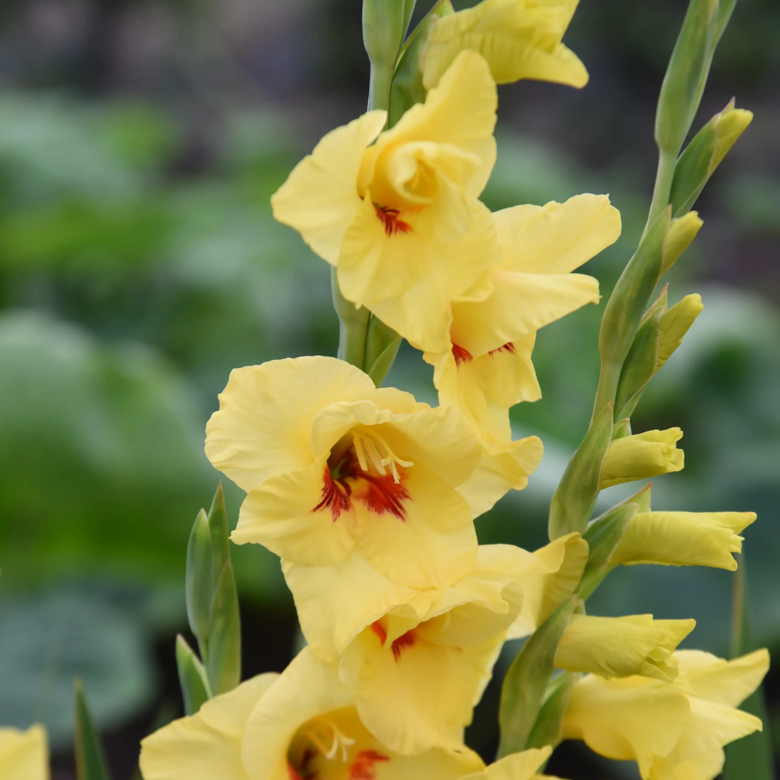 gladiolus