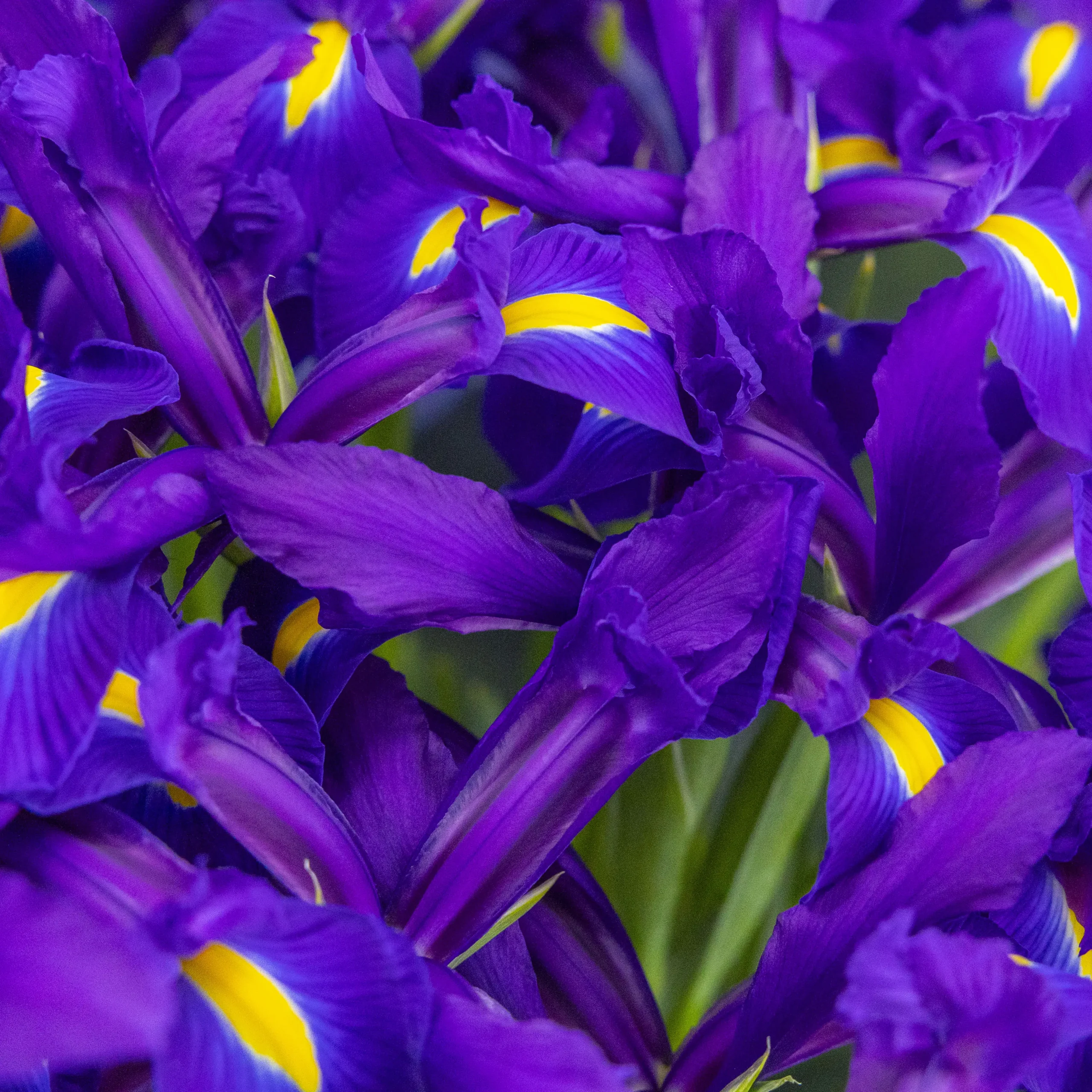 iris