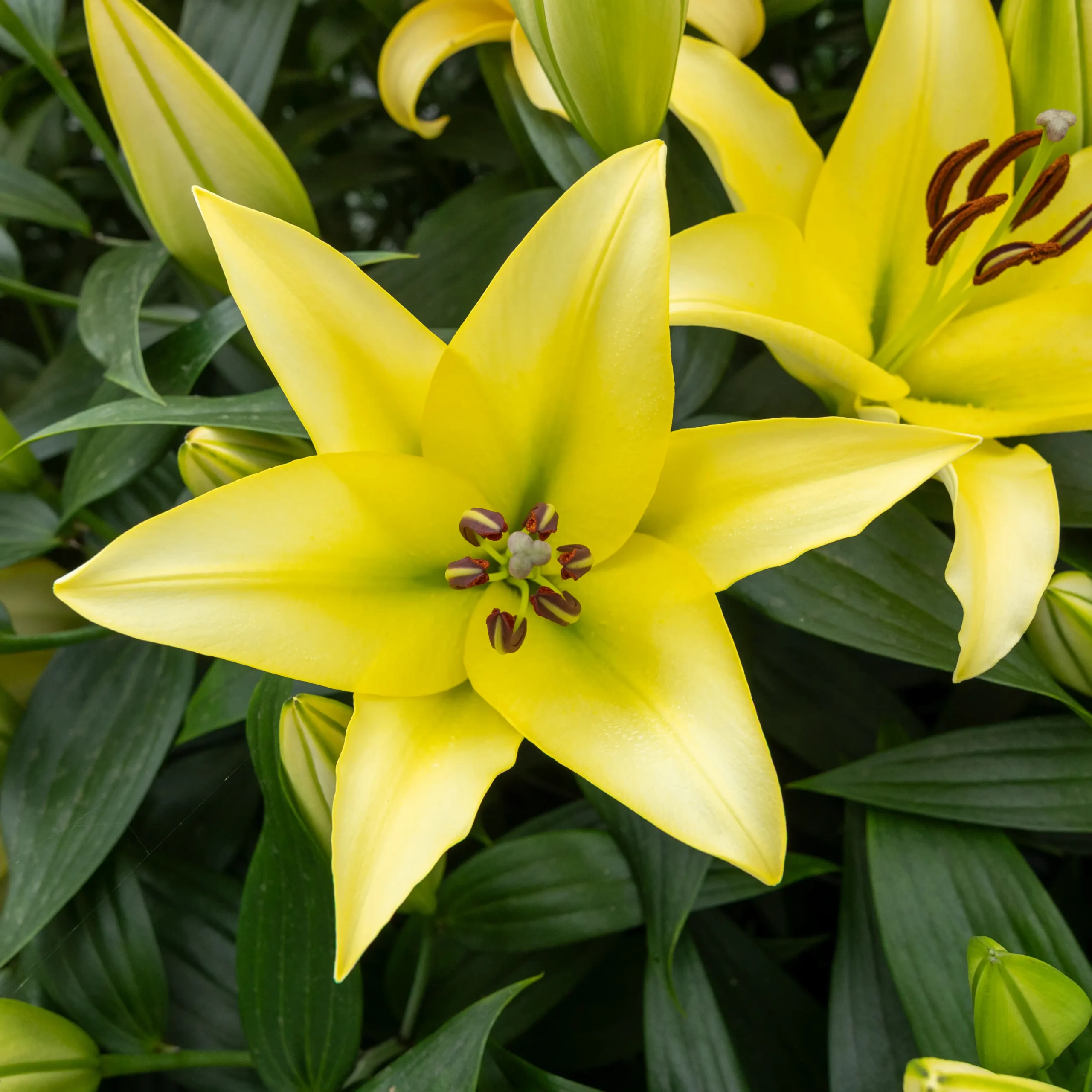 lily