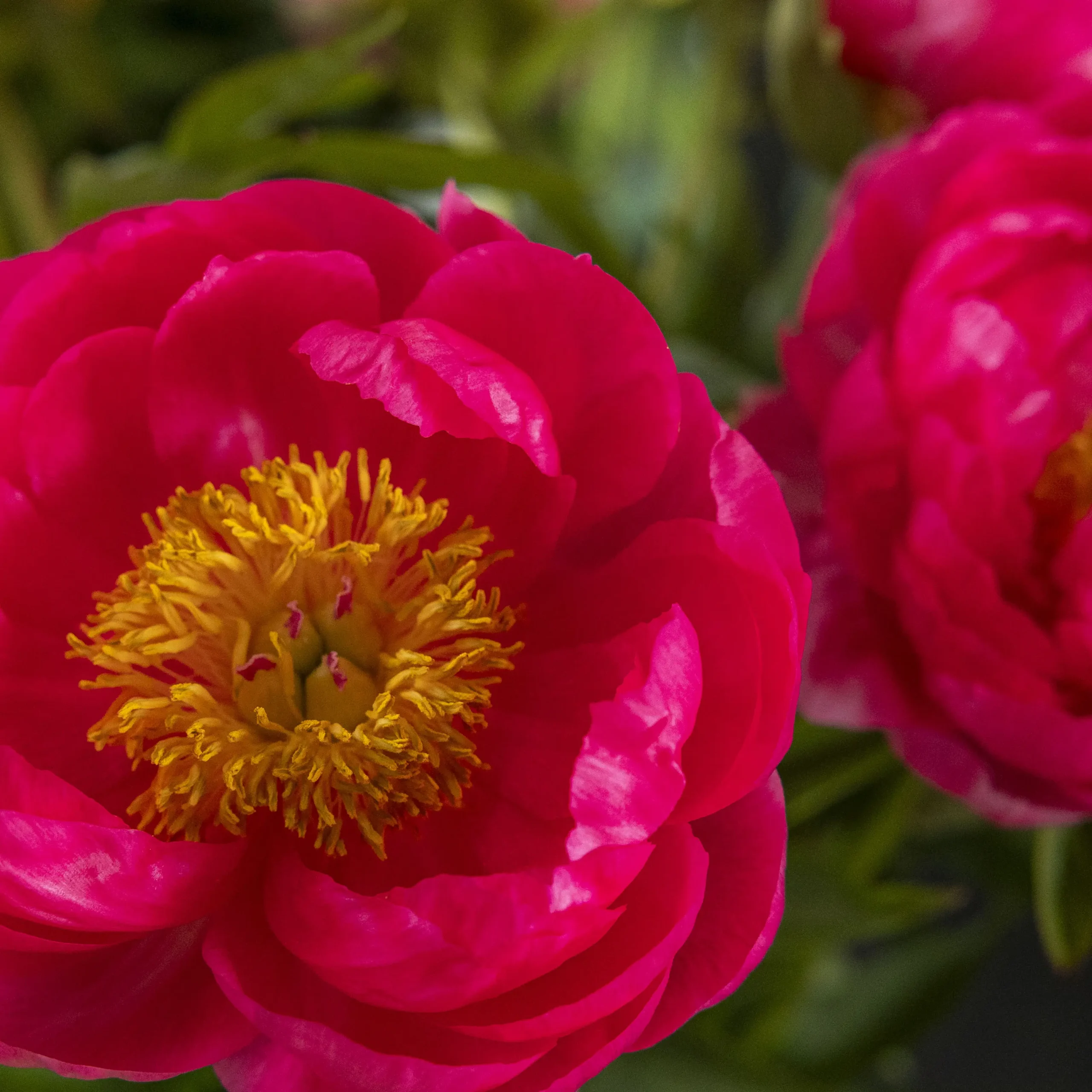 peony