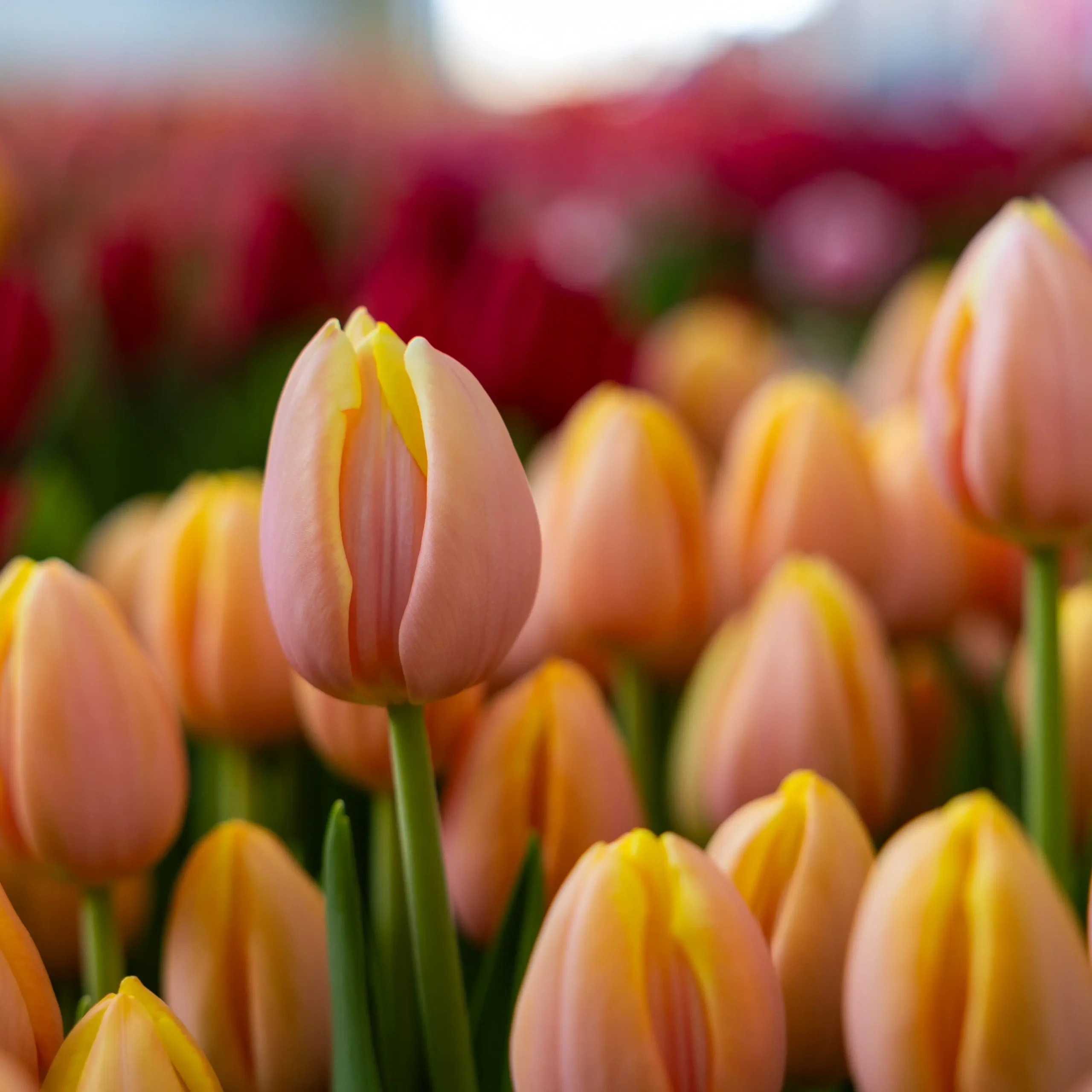 tulip